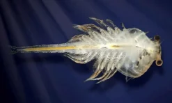 Aqua Dragons i akvarium