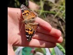 Sommerfuglehave m. 5 fritleverede larver